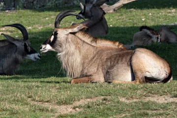 Plexiglas foto achterwand Roan Antelope, Hippotragus equinus, big male resting on grass © vladislav333222