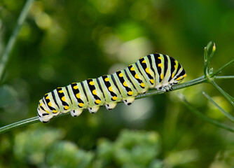 Black Swallowtail Caterpillar