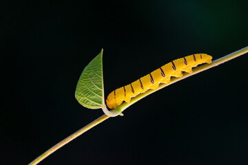 Gusano amarillo comiendo una hoja 