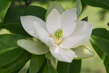 Magnolia