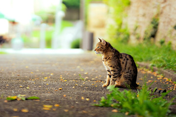 A cat loooking in the distance in front of a sunny, warm, summerly and welcoming background