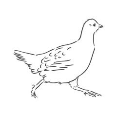 partridge, grouse sketch birds in the village, poultry