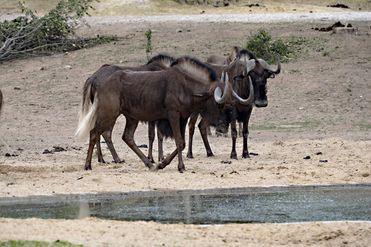 Small herd of Black Wildebeest, Connochaetes gna, he's standing by the lake