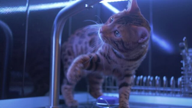 Young fanny Bengal cat is playing with water. Tomcat in the kitchen. Water is dripping drop from tap. Cat drinks water, trying to grab her paw. Stylish modern Water tap Built In Kitchen Appliances.