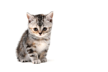 Fototapeta na wymiar a grey spotted purebred kitten sits on a white isolated background
