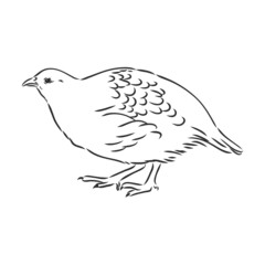 partridge, grouse sketch birds in the village, poultry