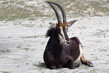 Beautiful male Sable Antelope Hippotragus Niger, lies on the ground and watches the surroundings