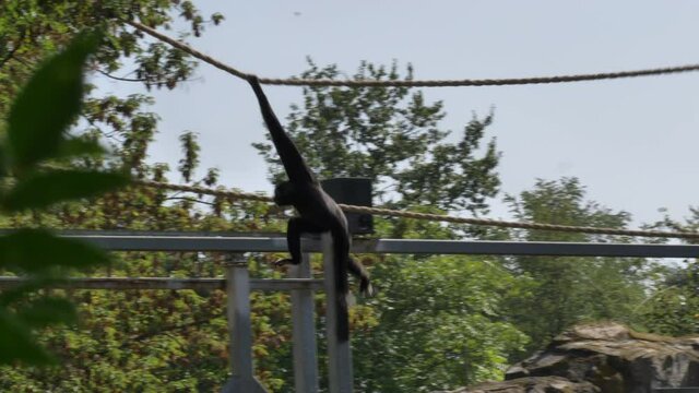 Chimpanzee jumping in slow motion