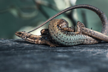 Two Lizards on the Playground