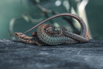 lizard on a wooden background
