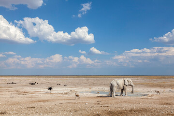 Elefant am Wasserloch, Etosha-Nationalpark