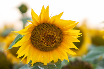 Beautiful yellow sunflower on a sunflower field close-up. Yellow sunflower with copyspace. Sunflower under a cloudy sky