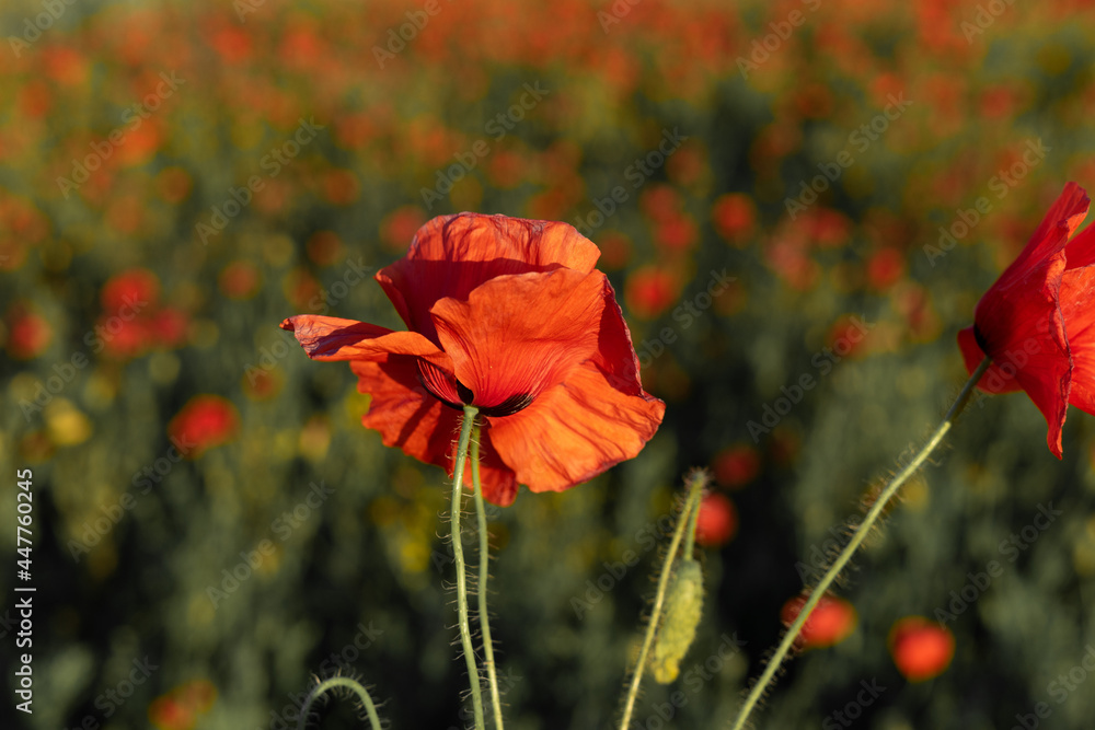 Wall mural blooming red poppies in the field in summer