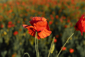 blooming red poppies in the field in summer