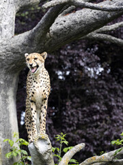Cheetah, Acinonyx Jubatus, stands high on tribe and looks around around
