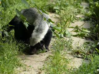 Honey Badger, Melivor Capensis looking for food in the grass