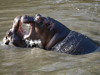 Young hippopotamus, Hippopotamus amphibius, play in water and rehearse fights