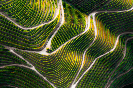 Aerial view of vineyards terraces , Desejosa, Tabua&ccedil;o, Douro, Portugal