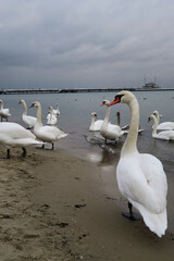 White swans standing on a seashore on a cloudy day in winter