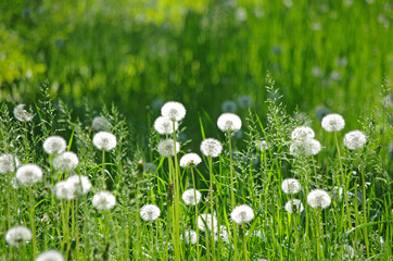 A glade of faded dandelions in white caps.