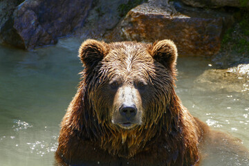 Fototapeta na wymiar Bear in the water (zoo)