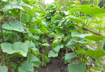 cucumbers grow on a branch. cultivation, gardening, vegetable garden.