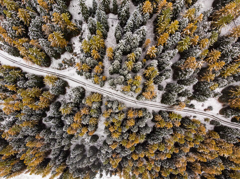 Aerial view of forest road through snowy woods. Goms, Switzerland