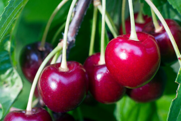 ripe red cherry on a tree with green leaves