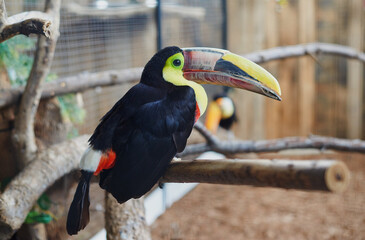 Bird on the roof ridge