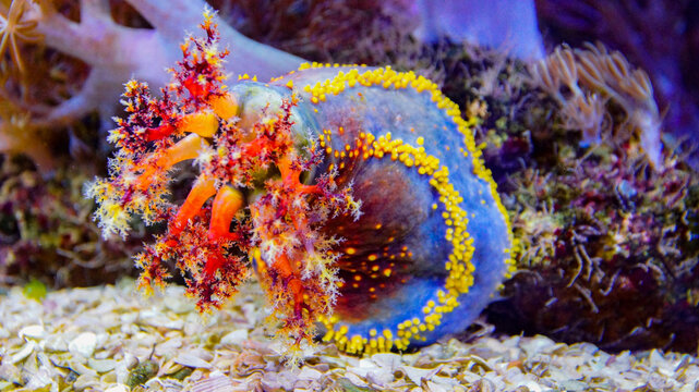 Closeup shot of a sea apple underwater