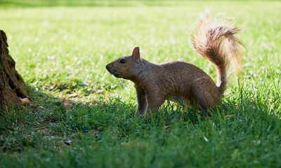 Naklejka na ściany i meble Cute red squirrel with long pointed ears in spring time . Wildlife in spring forest. Sciurus vulgaris.