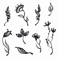 leaves sprigs with flowers silhouette. vector
