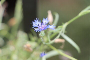blue flower with dew