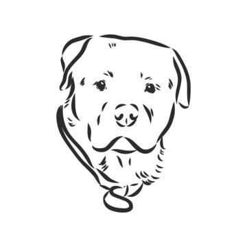 Rottweiler vector hand drawing monochrome illustration isolated on white background