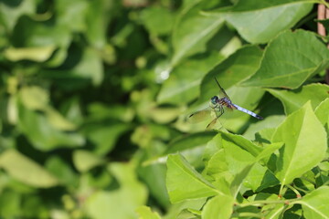 dragonfly on a leaf