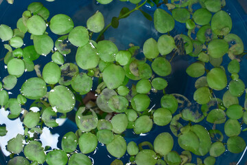 Home aquarium floating plants called Amazon frogbit or Limnobium Laevigatum bitten by freshwater fishes.