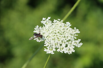 bee on a flower