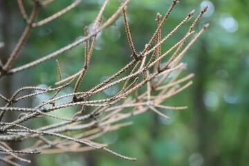 spider on a branch