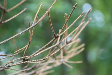 close up of thorns