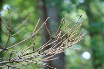 close up of a pine tree