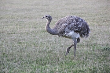Emu walking in the nature