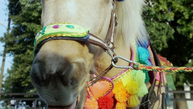 elegantly dressed pony chews and smiles