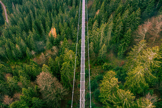 Aerial view of the treetop walk "Wildline", Bad Wildbach, Black Forest, Germany.