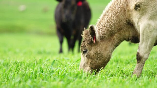 Close up of Angus and Murray Grey Cows grazing on green grass.