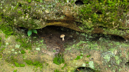 Pilz im Naturrahmen