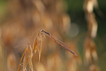Beautiful dragonfly resting before departure 