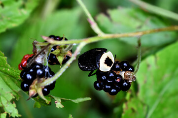 American Carrion Beetle (Necrophila americana) on wild blackberries
