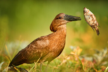 Low angle view of Scopus umbretta, Hamerkop or Hammerhead, catching big tilapia fish. Ethiopia, lake Ziway.