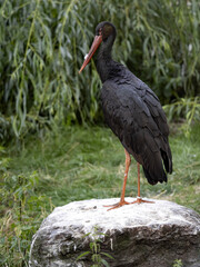 Black Stork, Ciconia Nigra, Standing on Boulder and Observes Surroundings