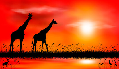 Giraffes at sunset by the lake. Silhouettes of giraffes on the background of the sunset. Giraffes on the background of sunset by the lake